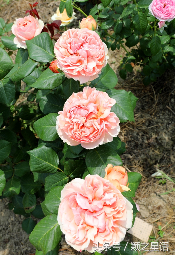 城市奇遇有哪些,城市奇遇任务