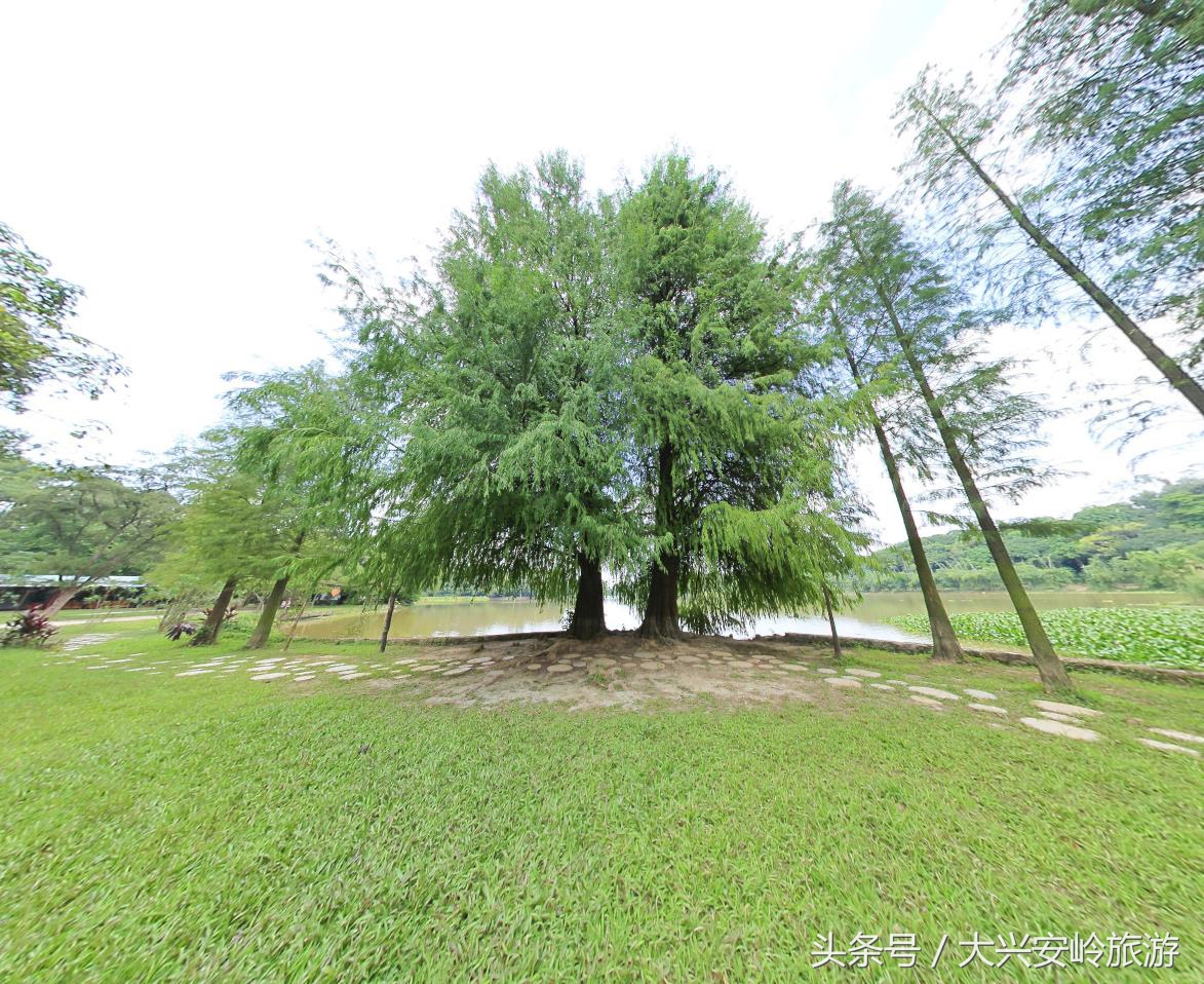 南宁良凤江国家森林公园菩提树,南宁青秀山风景区天然氧吧