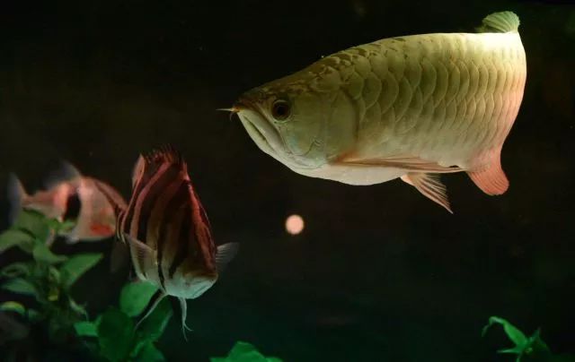 龙鱼常见的病有哪些,龙鱼病大全