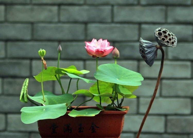 想要碗莲开花一盆种几颗,想要养好碗莲记住这几句口诀