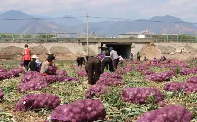 西昌20万吨洋葱在等待，与政府一起发力，别让洋葱相信眼泪！