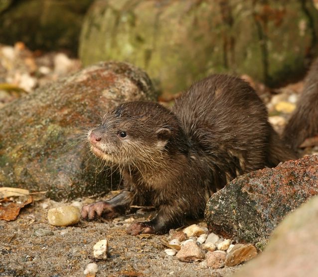 长得可爱实则凶猛无比的水獭,水獭个性