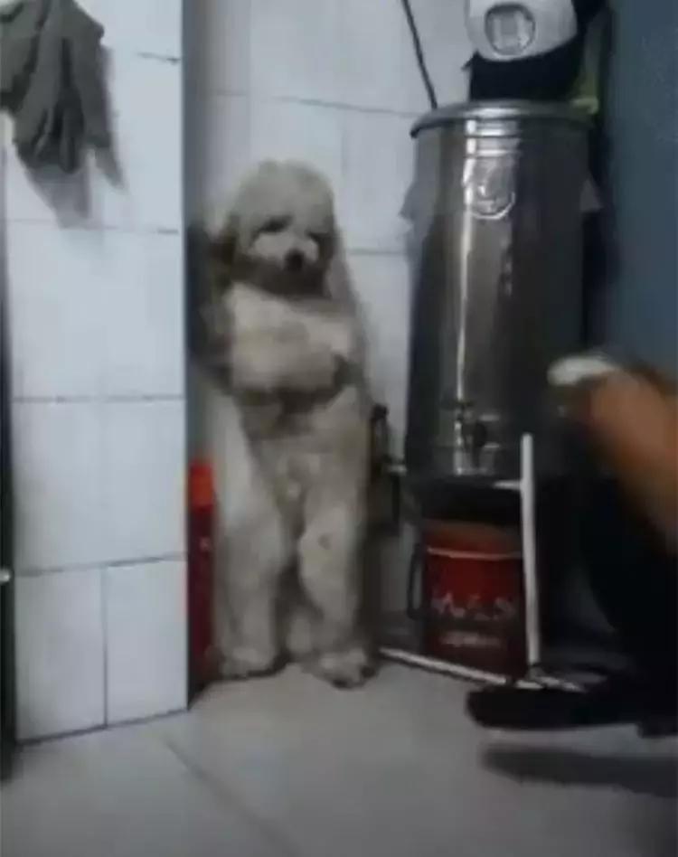 泰迪生气怎么管教,泰迪胆子太小出门乱叫发抖