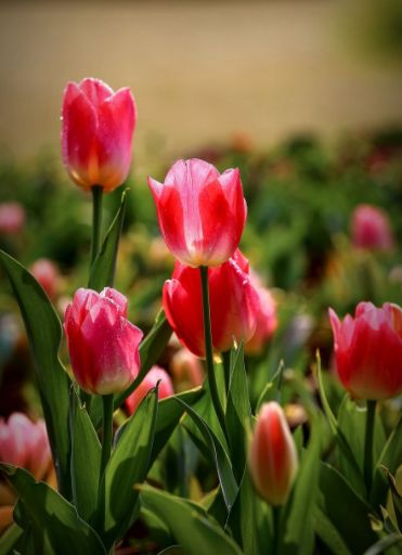 魏子昌经典诗词,魏子昌律诗全集