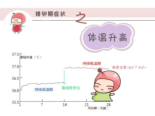 女性排卵期同房怀孕几率，排卵期同房不孕原因