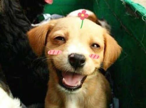 如何解决狗狗乱吃东西,狗狗乱吃东西怎么办