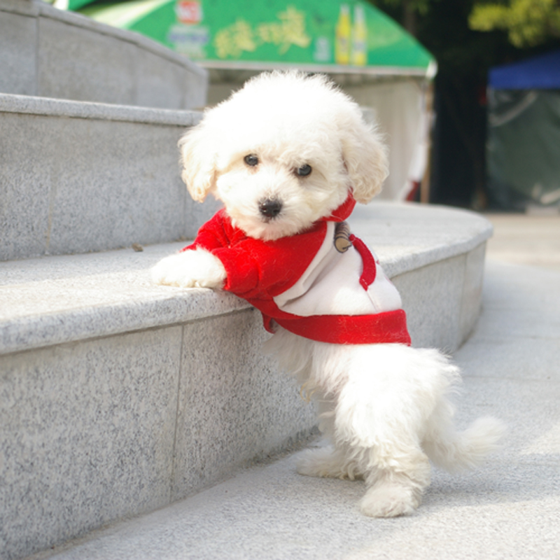 比熊得皮肤病要不要剃毛,比熊皮肤病种类