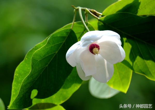 天女花，宛若出水芙蓉般高洁无瑕，给人一种自然积极的精神感染