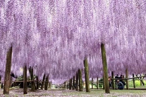 日本花图鉴｜带你去那花花世界