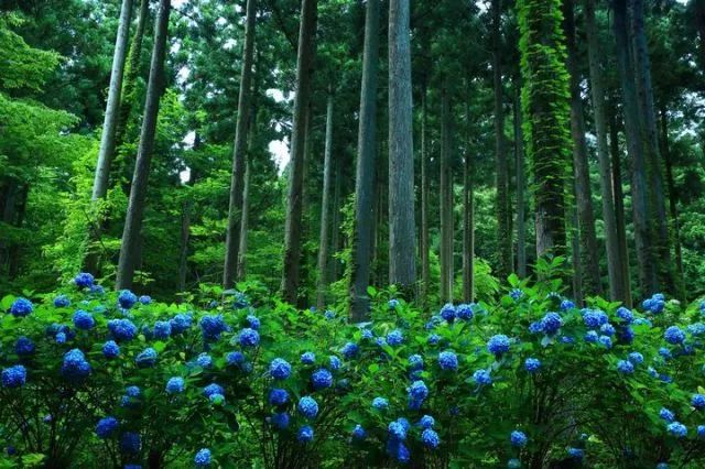 日本花图鉴｜带你去那花花世界