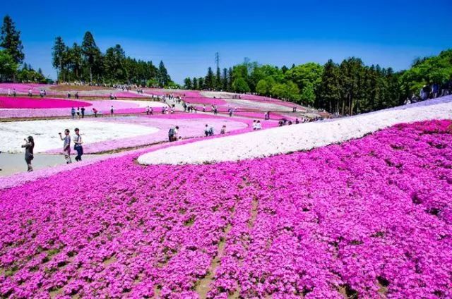 日本花图鉴｜带你去那花花世界