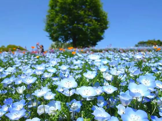 日本花图鉴｜带你去那花花世界