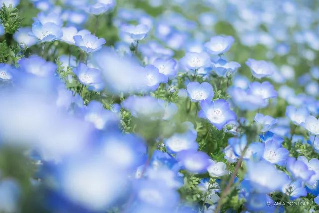 日本花图鉴｜带你去那花花世界