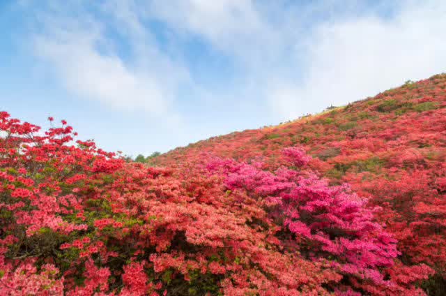 日本花图鉴｜带你去那花花世界