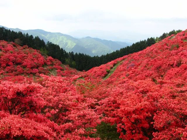 日本花图鉴｜带你去那花花世界