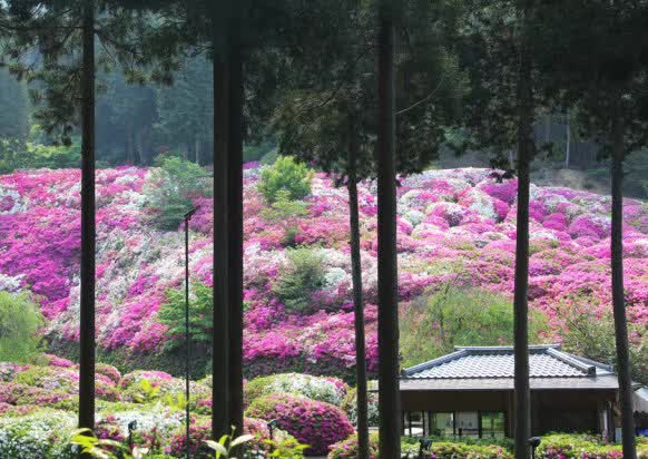 日本花图鉴｜带你去那花花世界