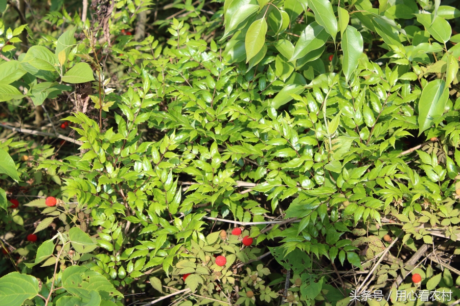 山中有一保健茶，农村人认识的不多，看看你家山上有吗？