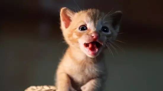 奶猫照顾攻略,奶猫成长法则