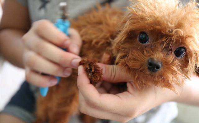 小狗没有狂犬病被咬了要打疫苗吗,狂犬病超过24个小时还能打疫苗吗