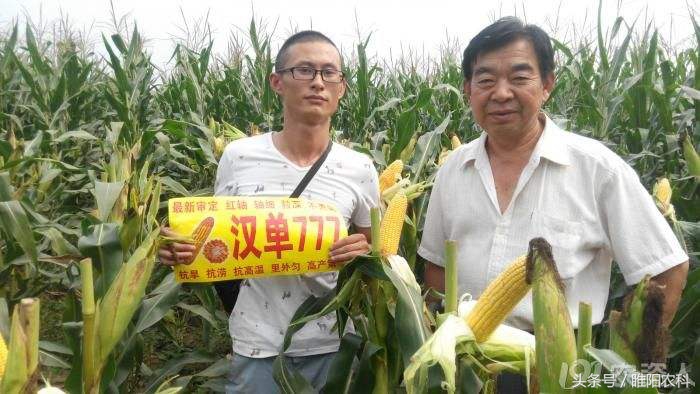 辽宁省最新审定的玉米新品种,最新审定的玉米新品种