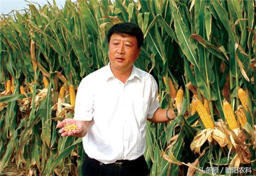 辽宁省最新审定的玉米新品种,最新审定的玉米新品种