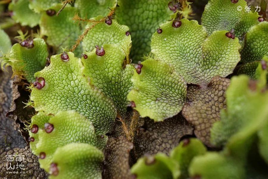 顽强的苔藓给人一种坚强的毅力,苔藓之美禅意之境