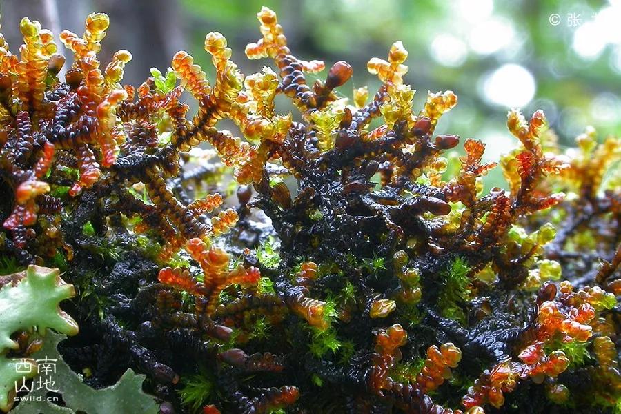 顽强的苔藓给人一种坚强的毅力,苔藓之美禅意之境