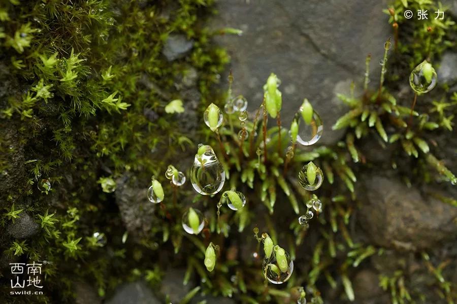 顽强的苔藓给人一种坚强的毅力,苔藓之美禅意之境