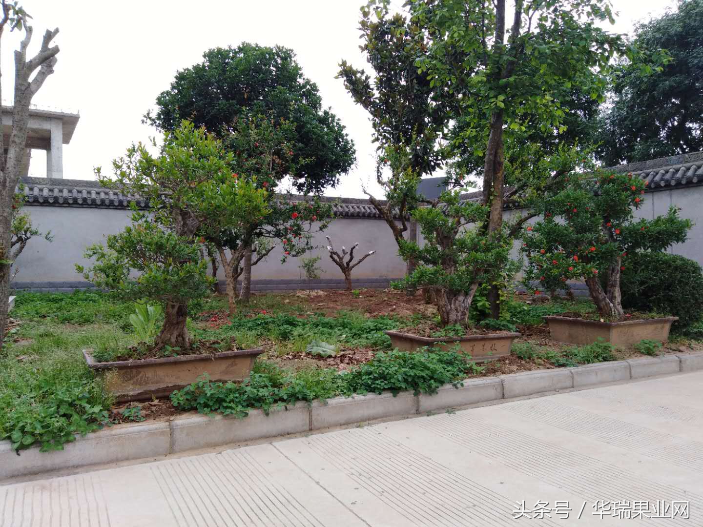 盆栽石榴花哪个季节开花,石榴花盆栽冬天如何过冬