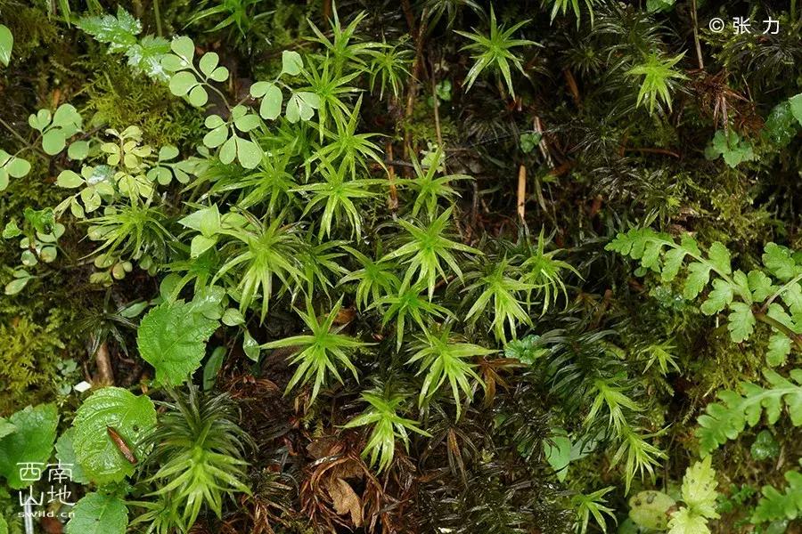 顽强的苔藓给人一种坚强的毅力,苔藓之美禅意之境