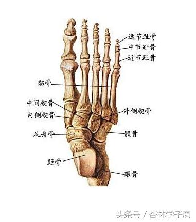儿童跖骨骨折属于几级伤残,小孩手指骨骺骨折是几级伤残