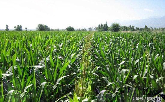 辽宁省最新审定的玉米新品种,2019贵州审定的玉米新品种