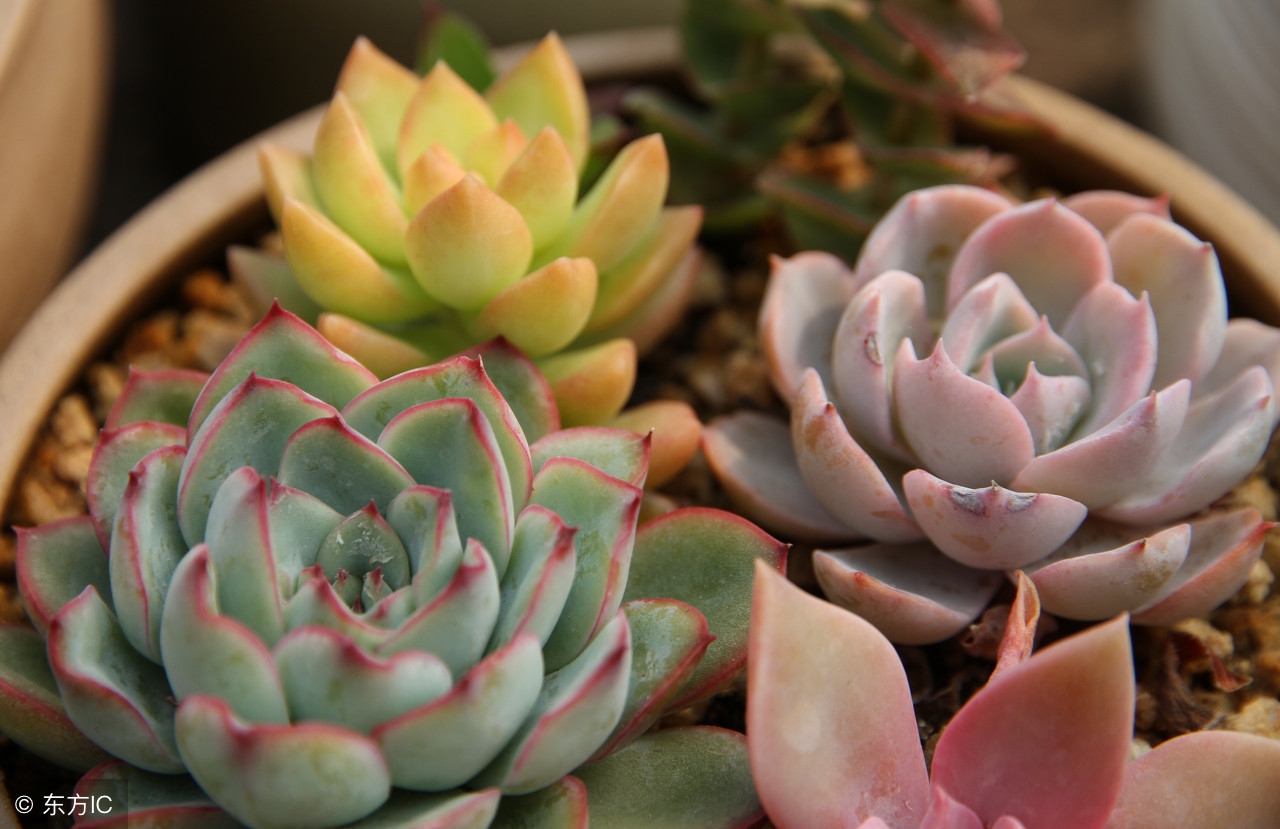 警惕！部分“海淘”多肉植物可让人致幻！卖家却依然在销售！