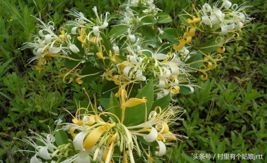 金银花怎么制作成干金银花,金银花如何烘干最好吃呢