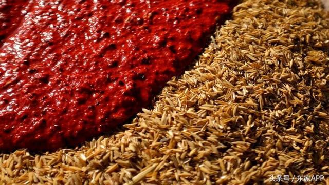 第一批杨梅即将上市,酿杨梅酒用什么品种的杨梅