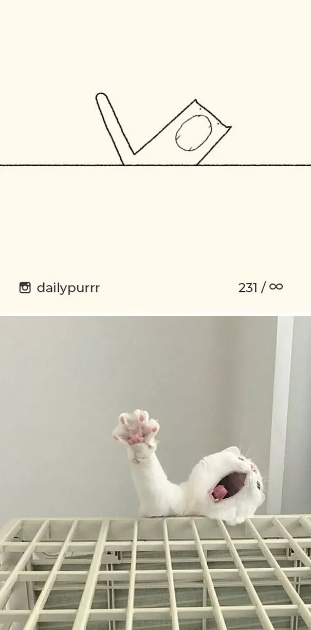 关于猫的肖像画,猫各种形态的影子画