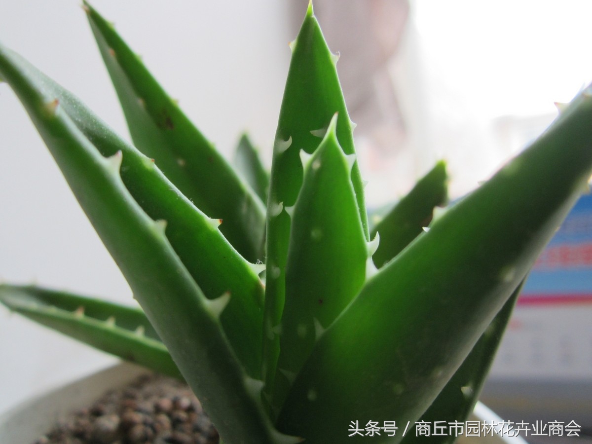芦荟要怎么养才不会出现黑斑,芦荟有点枯萎怎么救