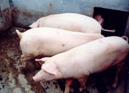 强力驱鼠灭鼠高效药,养猪灭鼠药