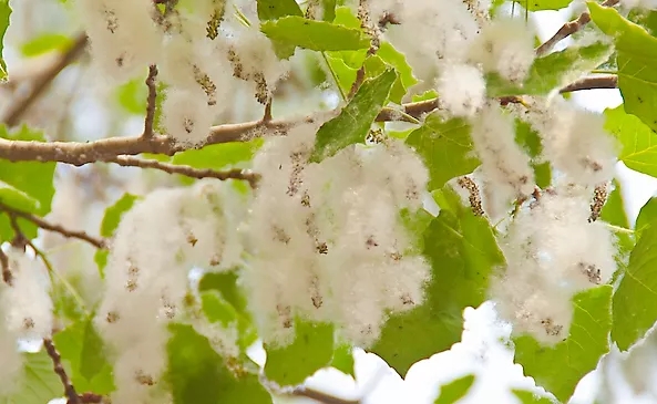 杨絮柳絮宝宝出门需要关注什么,柳絮杨絮对宝宝有没有危害