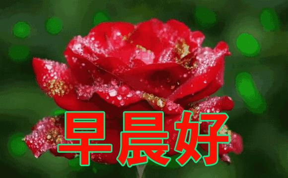 早安鲜花美图图文,最新鲜花早安动态图片