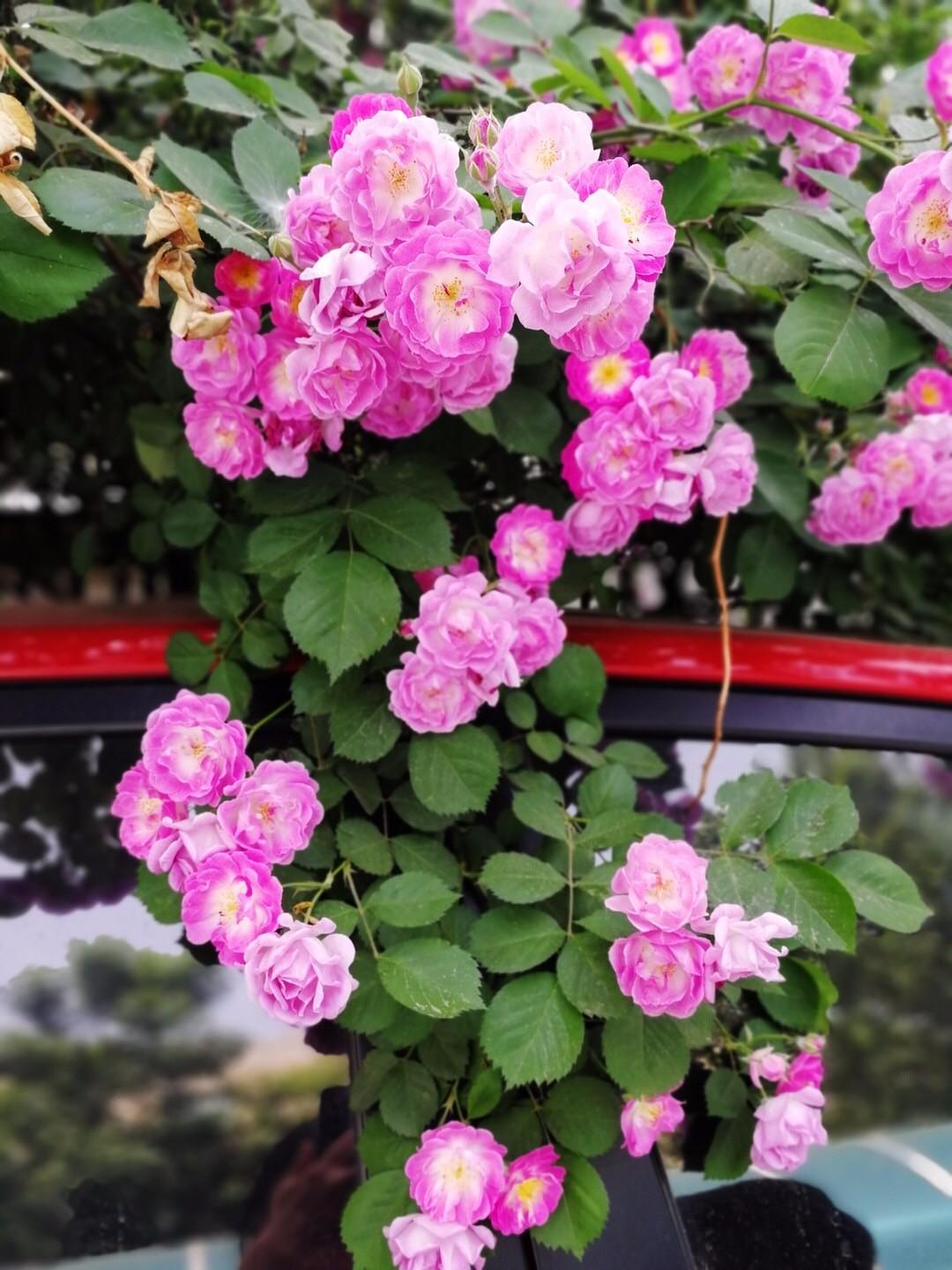 玫瑰月季和月季有区别吗,玫瑰月季如何区别品种图解