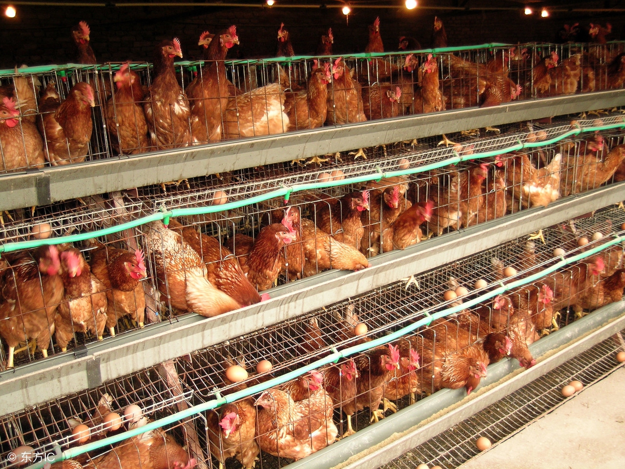 如何挑选最好的蛋鸡,怎样挑选蛋鸡最好