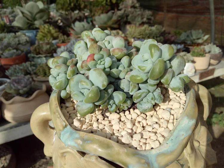 多肉顶部出小崽怎么处理,多肉长出小崽大叶怎么弄掉