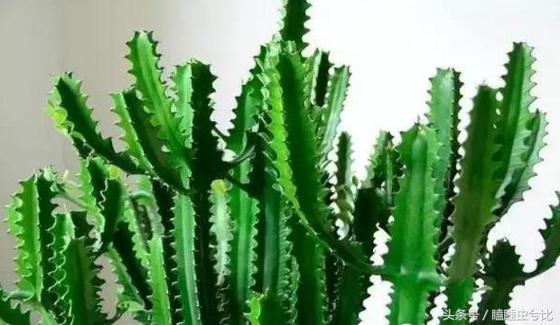 多肉植物白色汁液有毒,紫珍珠多肉植物有毒吗能吃吗