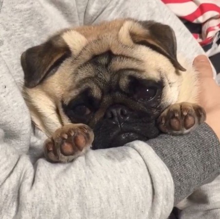 狗狗打喷嚏搞笑哈士奇,狗狗打喷嚏逗笑众人