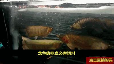 newa系列水泵,欧卡新款水泵