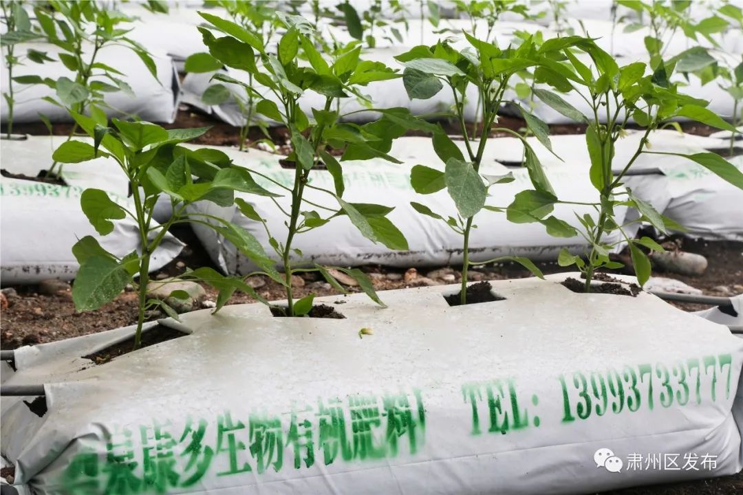 荒滩变成花海乡村富了百姓笑了,荒滩变成基本农田