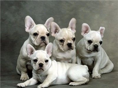 怎么判断狗狗怀孕,狗狗怀孕了如何判断狗狗要下崽了