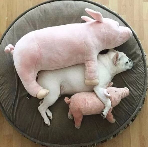 怎么判断狗狗怀孕,狗狗怀孕了如何判断狗狗要下崽了