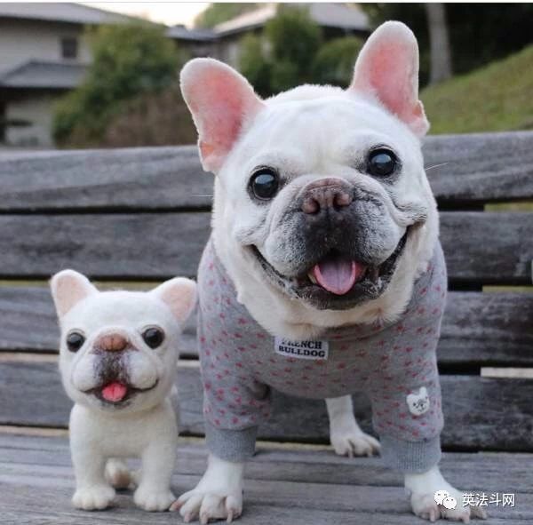 怎么判断狗狗怀孕,狗狗怀孕了如何判断狗狗要下崽了